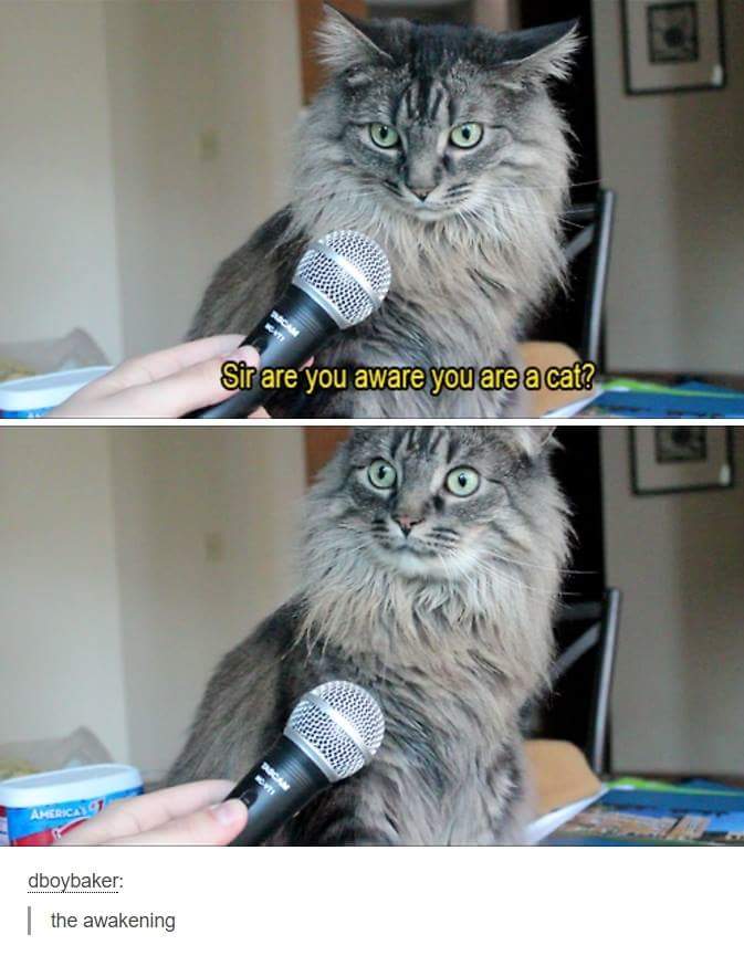 Sir are you aware you are a cat.jpg